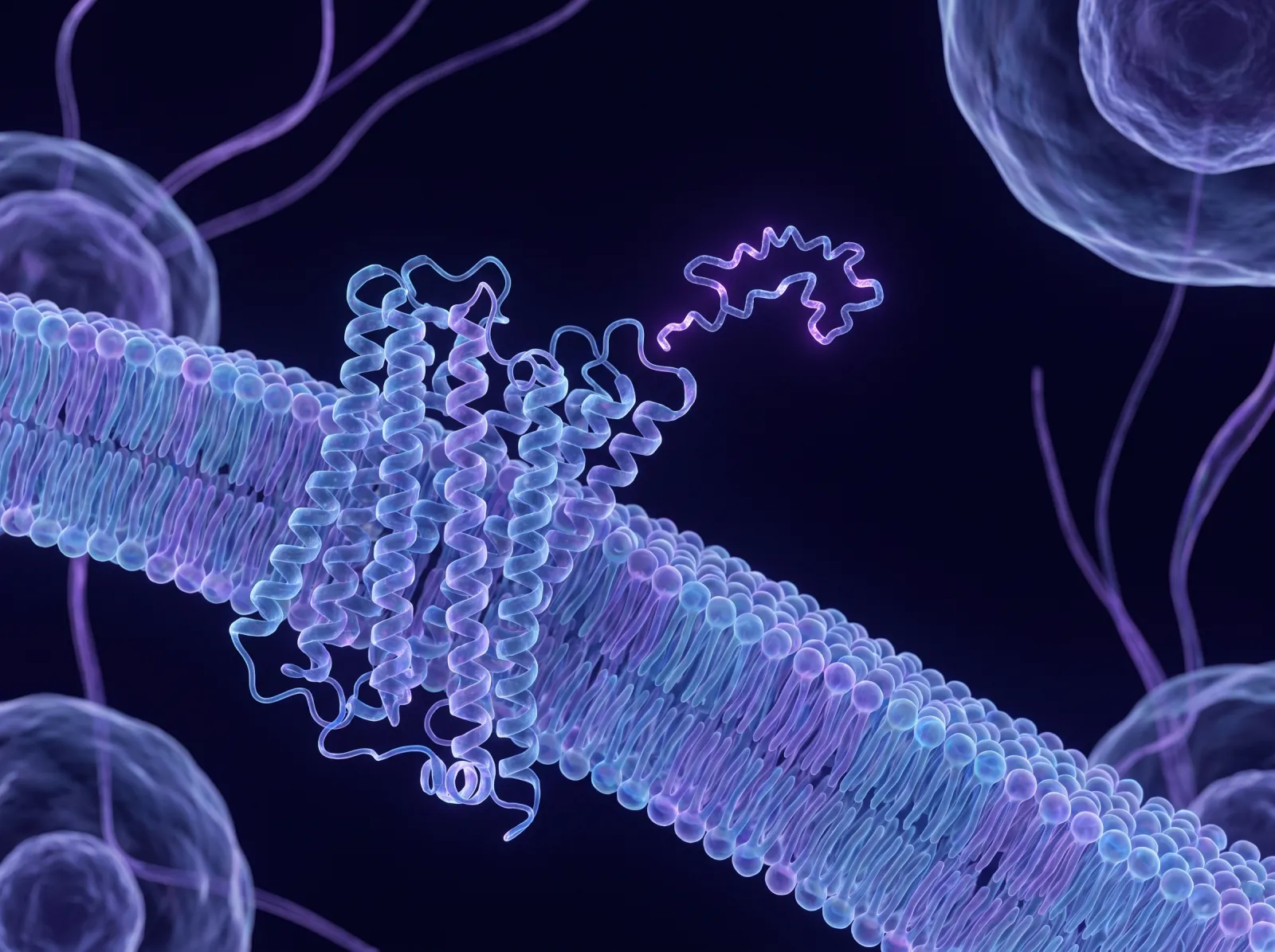3D render of a peptide approaching a receptor protein in a cell membrane, violet highlights on deep navy