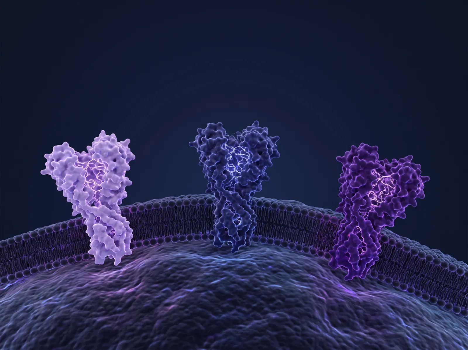 3D render of three receptor proteins on a cell surface, each glowing a different shade of violet on navy