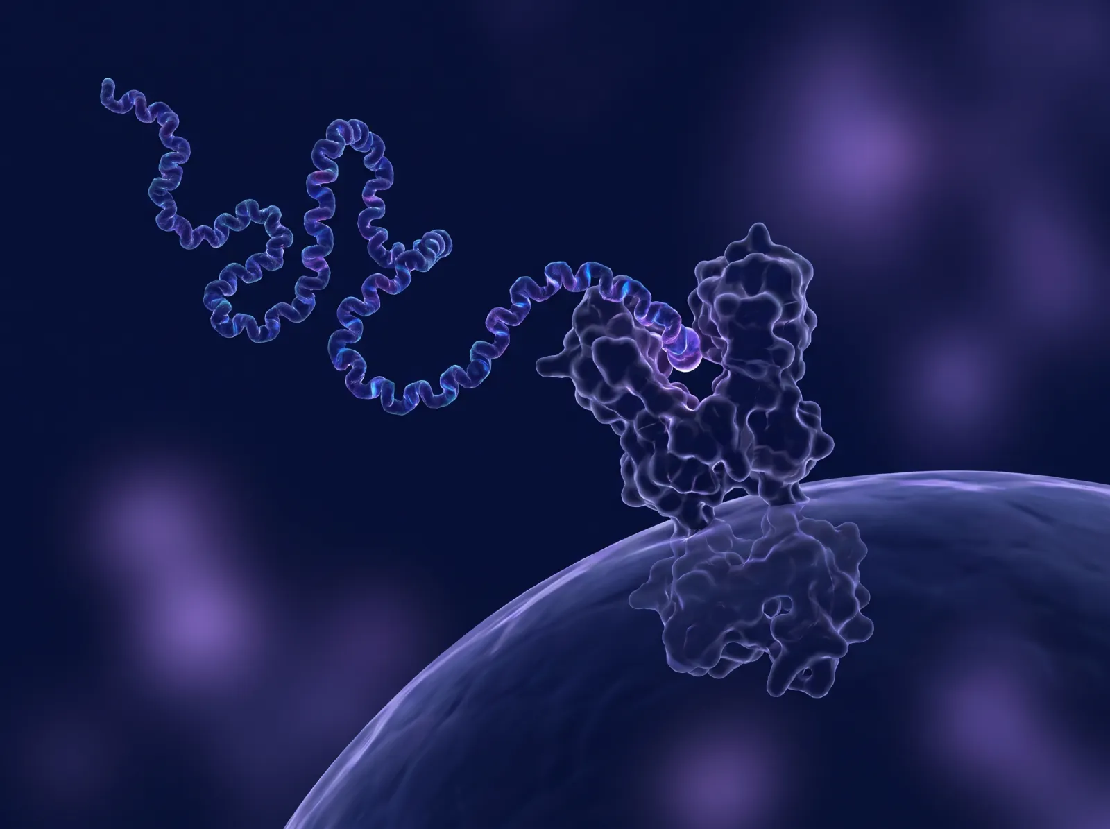 Illustrative 3D render of a long peptide chain binding to a receptor protein on a cell surface