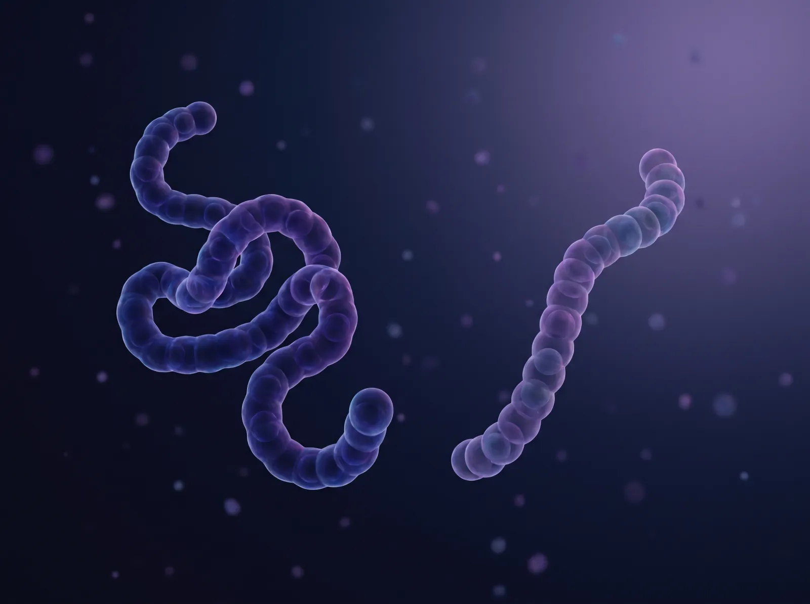 Illustrative 3D render comparing a long peptide chain and a shorter peptide chain side by side